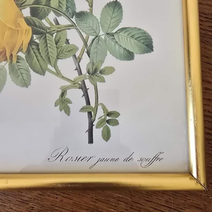 Zoom sur l'inscription "Rosier Jaune de Souffre" du cadre doré impression rose jaune