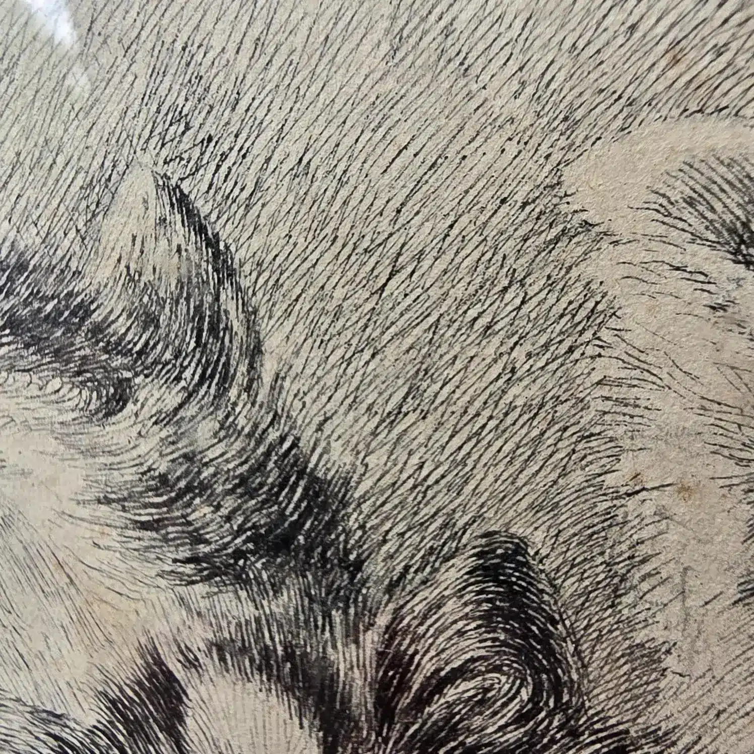 Détail d'une oreille d'un chaton de l'estampe ancienne, un concert de chats.