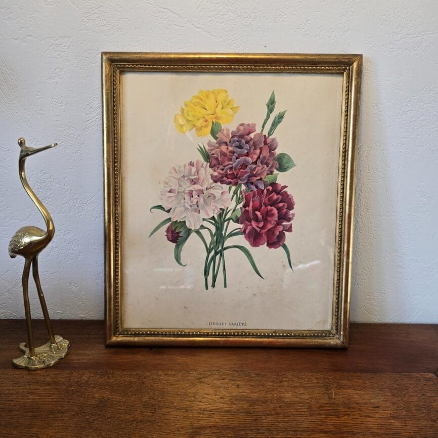 Vue d’ensemble du cadre ancien botanique « Œillet Variété » en bois doré posé sur un meuble.