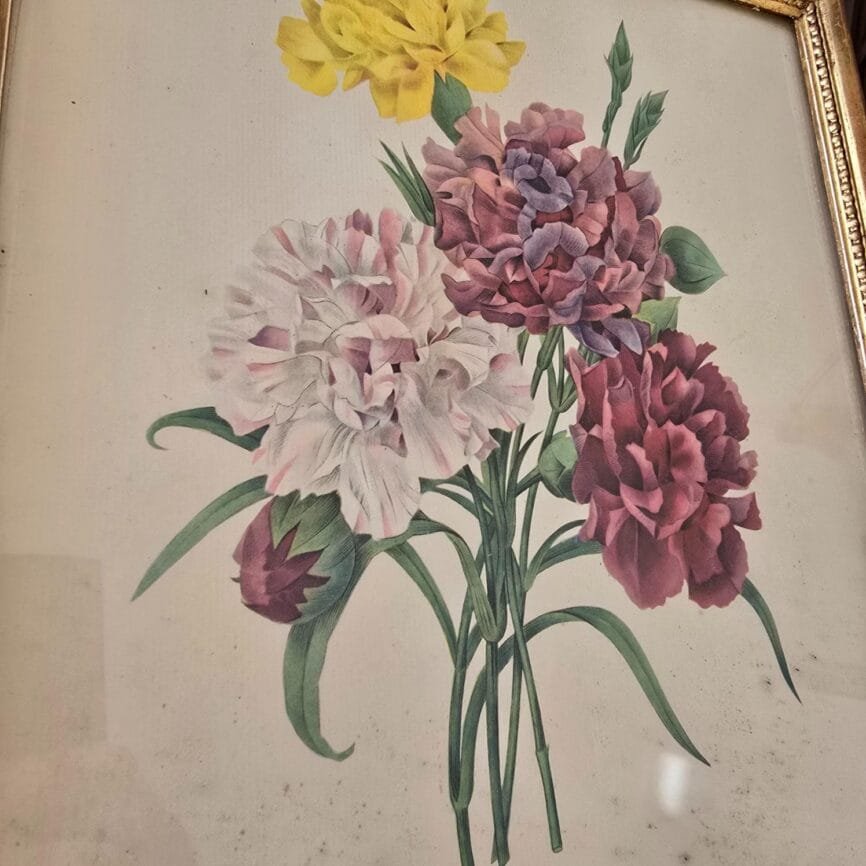 llustration botanique « Œillet Variété » montrant les fleurs en détail dans le cadre ancien.