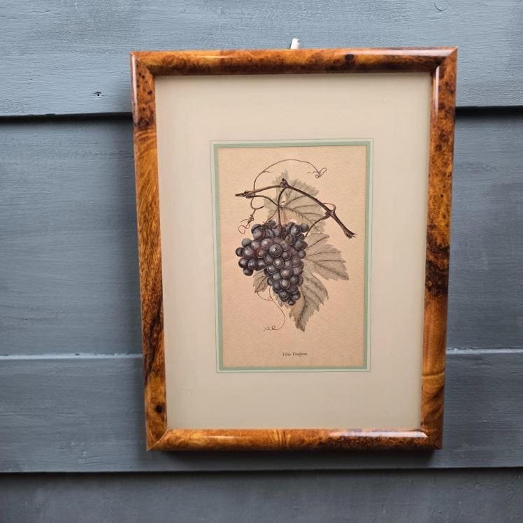 Cadre botanique ancien représentant la vigne Vitis vinifera, vue de face