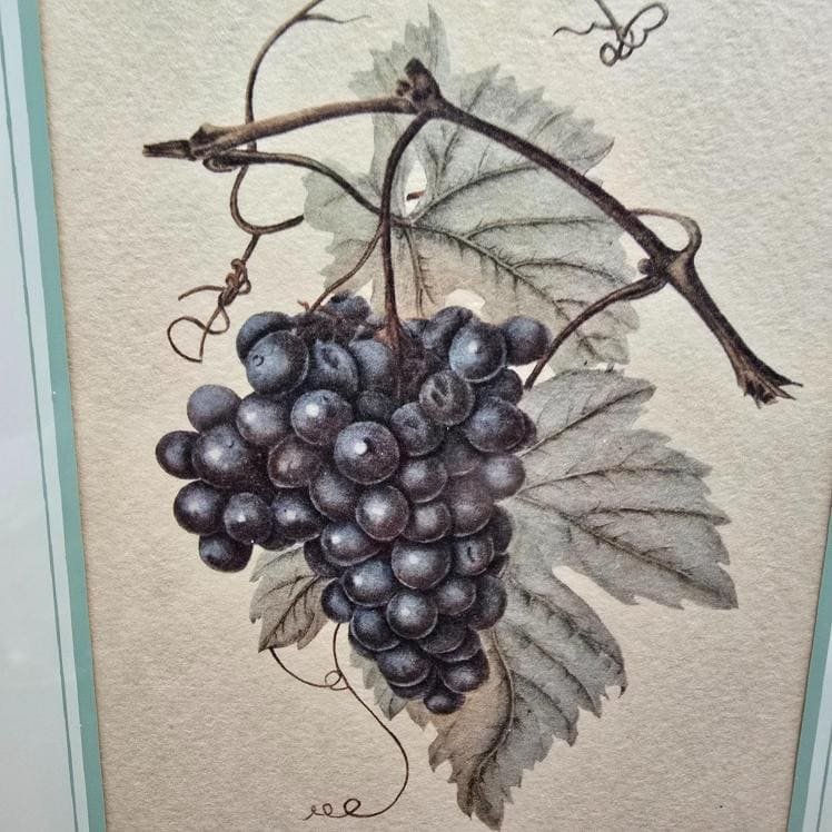 Détail de l’illustration botanique de la vigne avec grappes de raisin