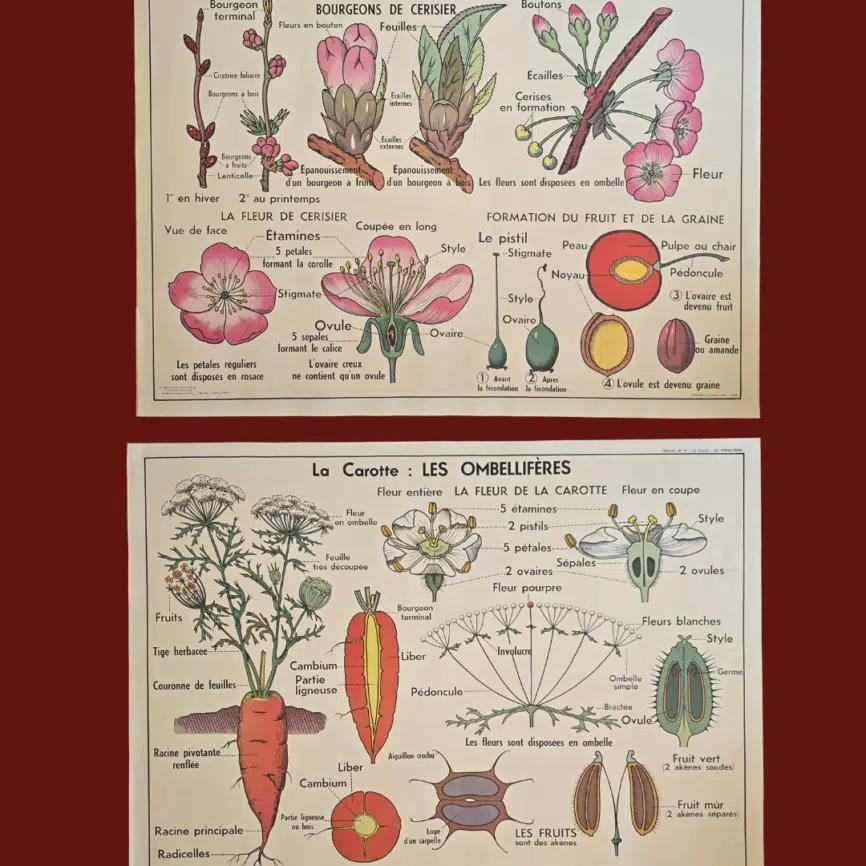 affiche scolaire ancienne botanique anscombre cerisier carotte vintage
