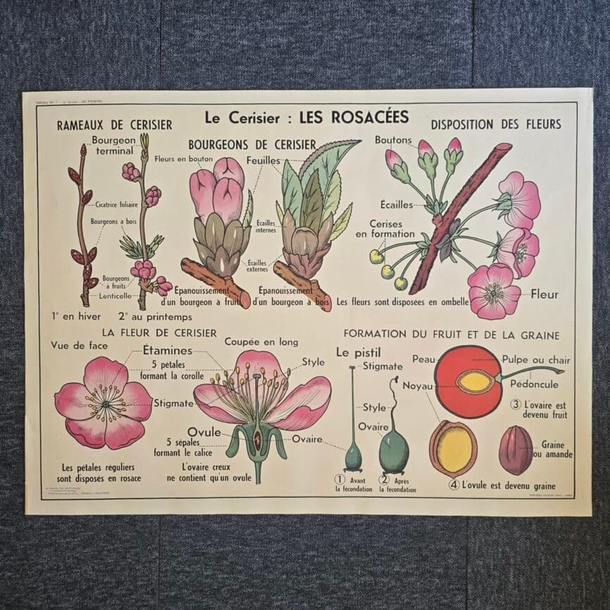 affiche scolaire ancienne botanique anscombre cerisier carotte vintage