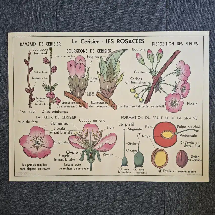 affiche scolaire ancienne botanique anscombre cerisier carotte vintage