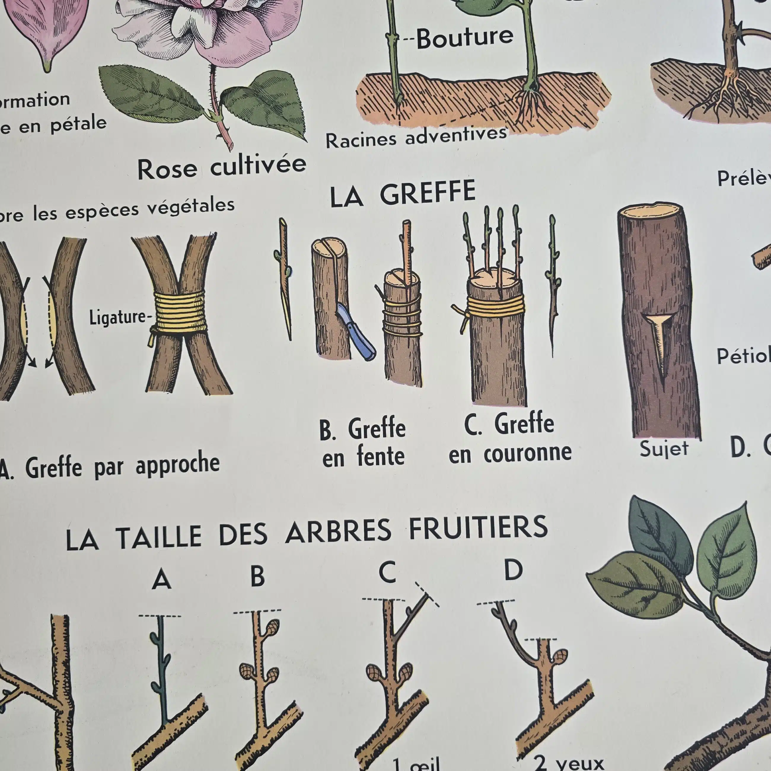 affiche scolaire ancienne botanique anscombre fecondation greffe vintage