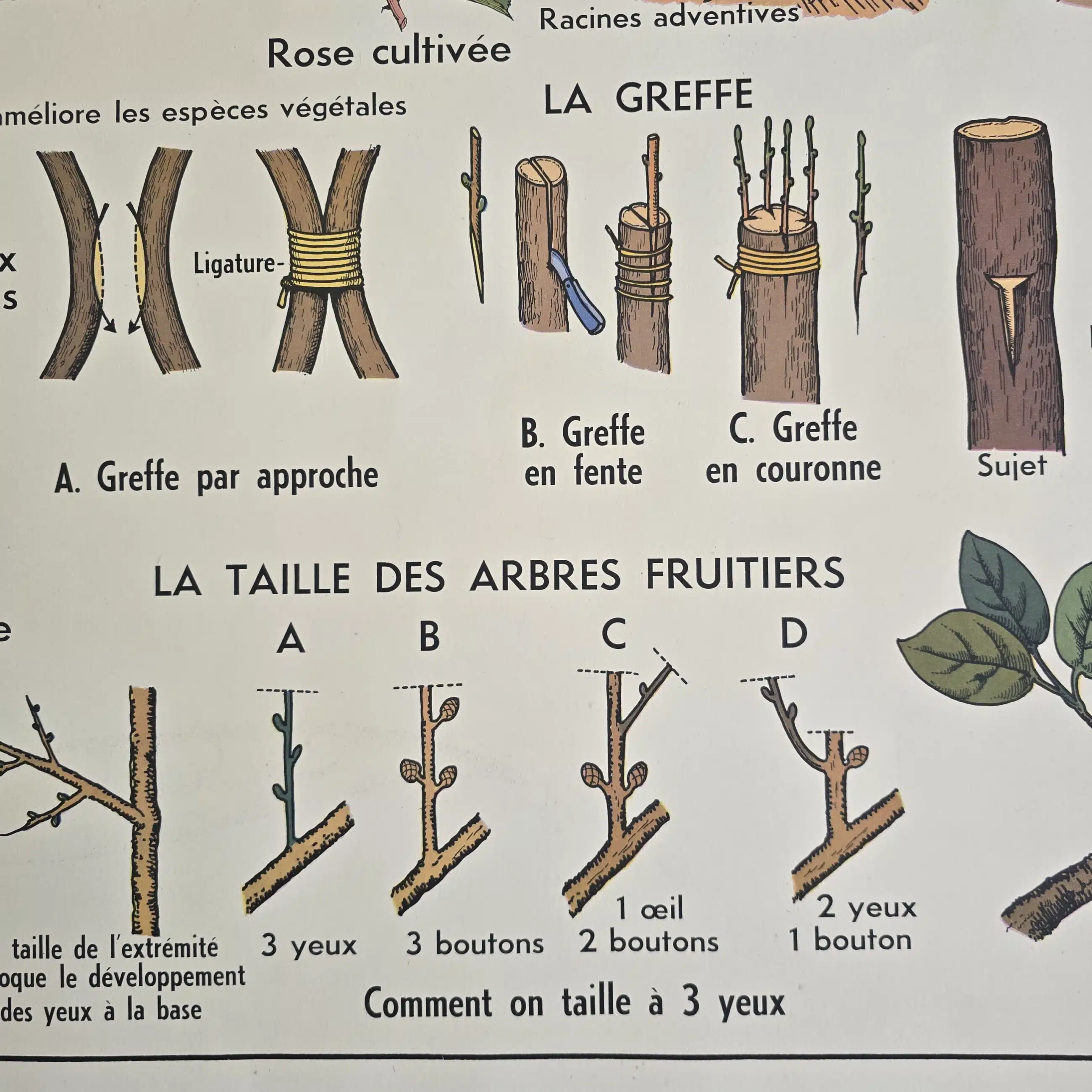 affiche scolaire ancienne botanique anscombre fecondation greffe vintage