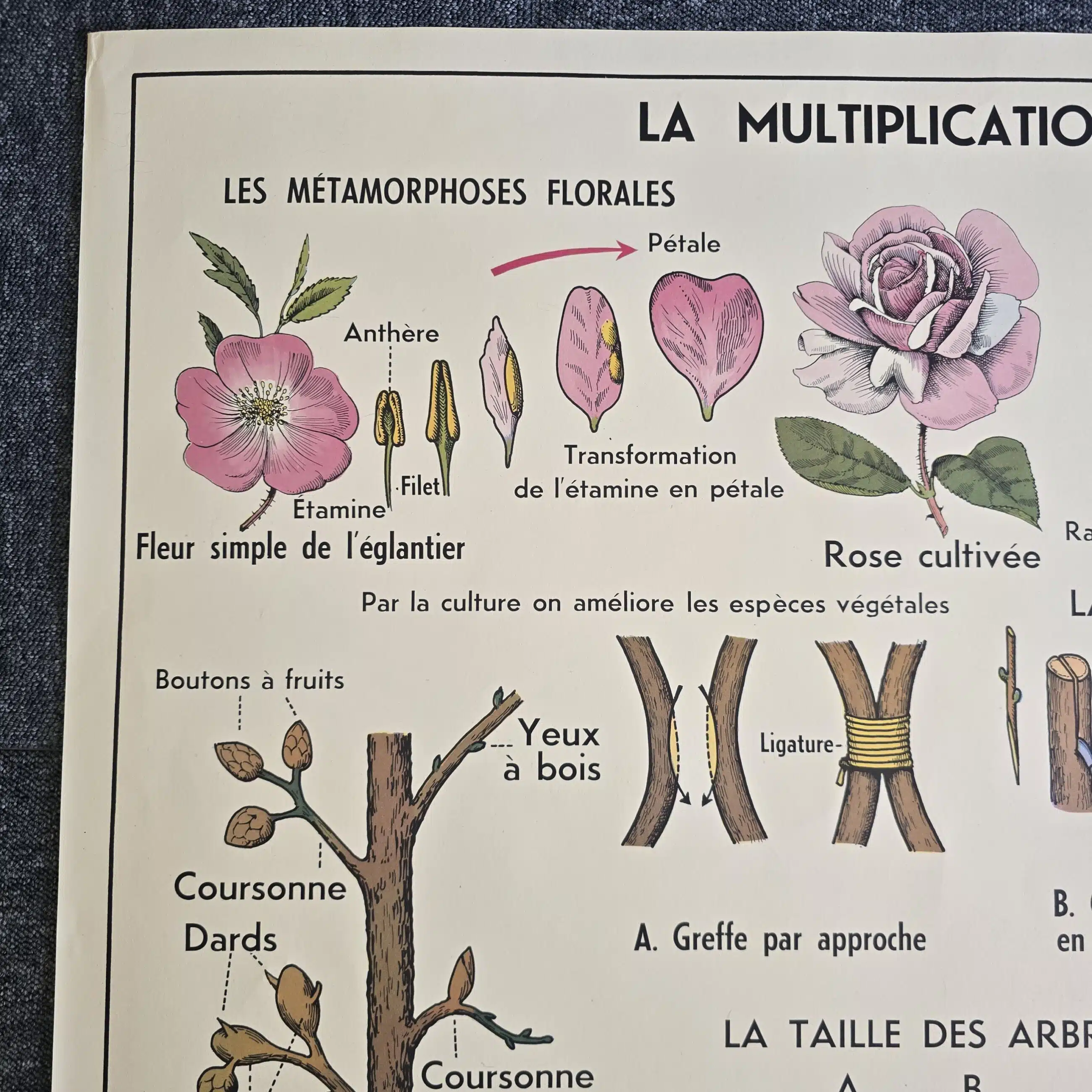 affiche scolaire ancienne botanique anscombre fecondation greffe vintage