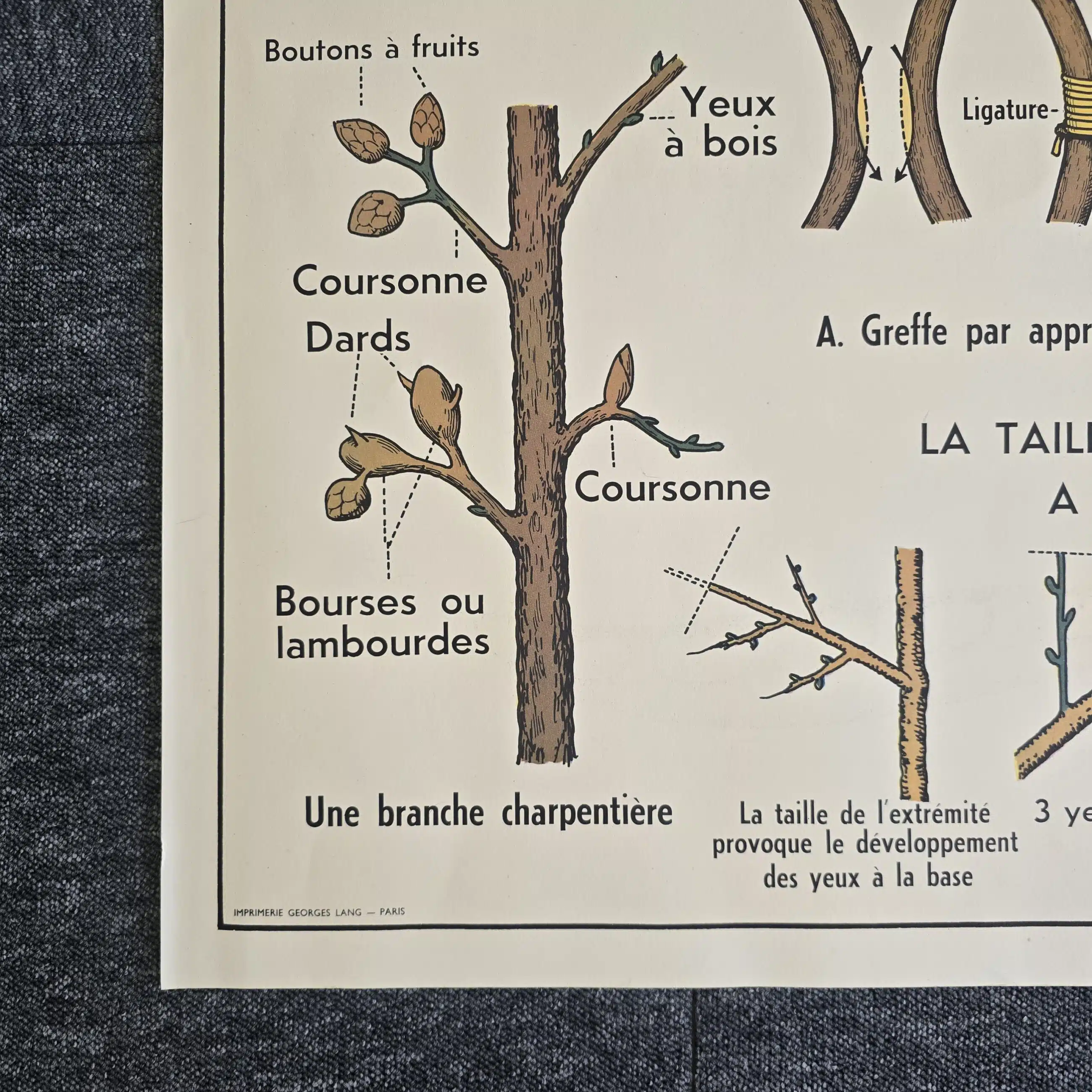 affiche scolaire ancienne botanique anscombre fecondation greffe vintage