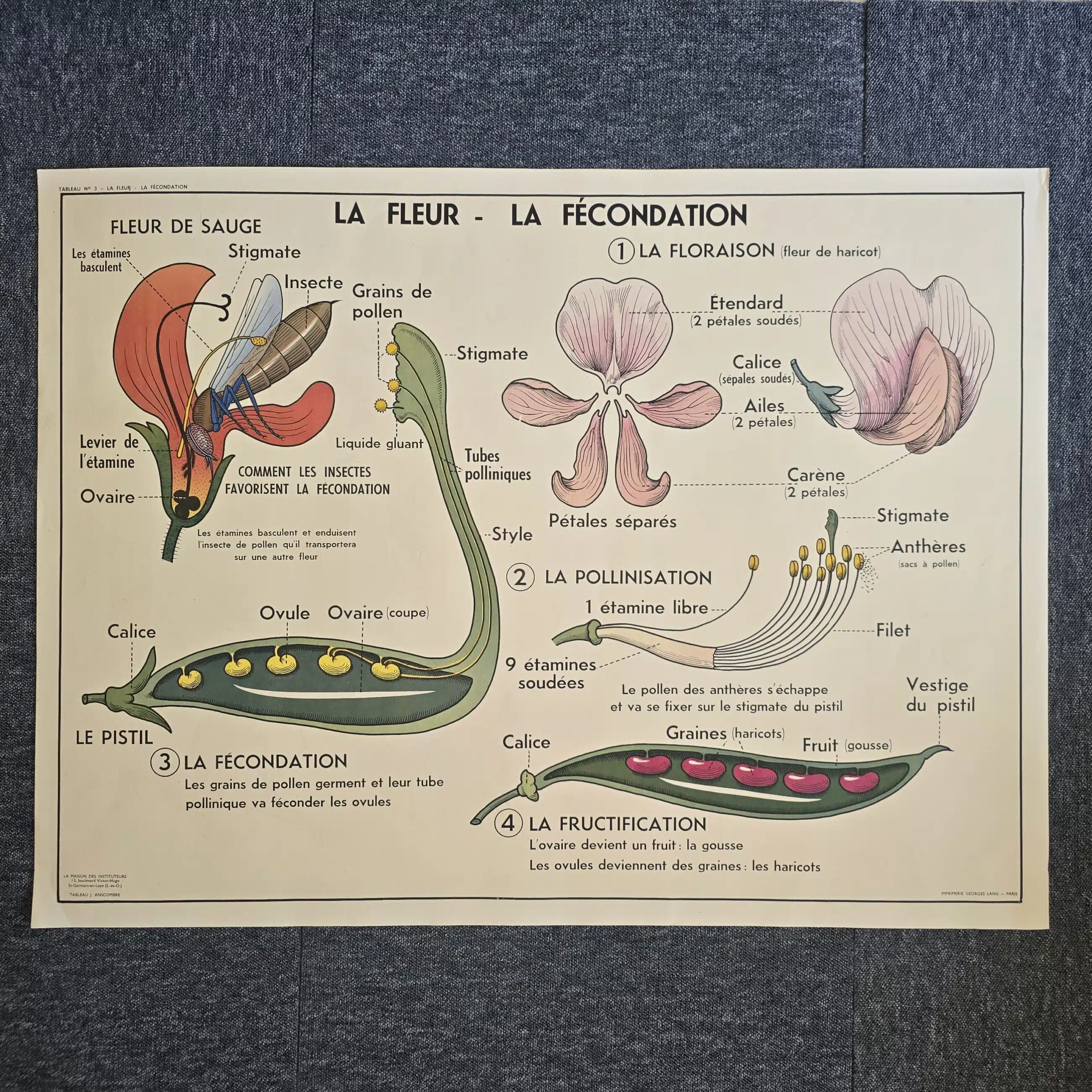 affiche scolaire ancienne botanique anscombre fecondation greffe vintage