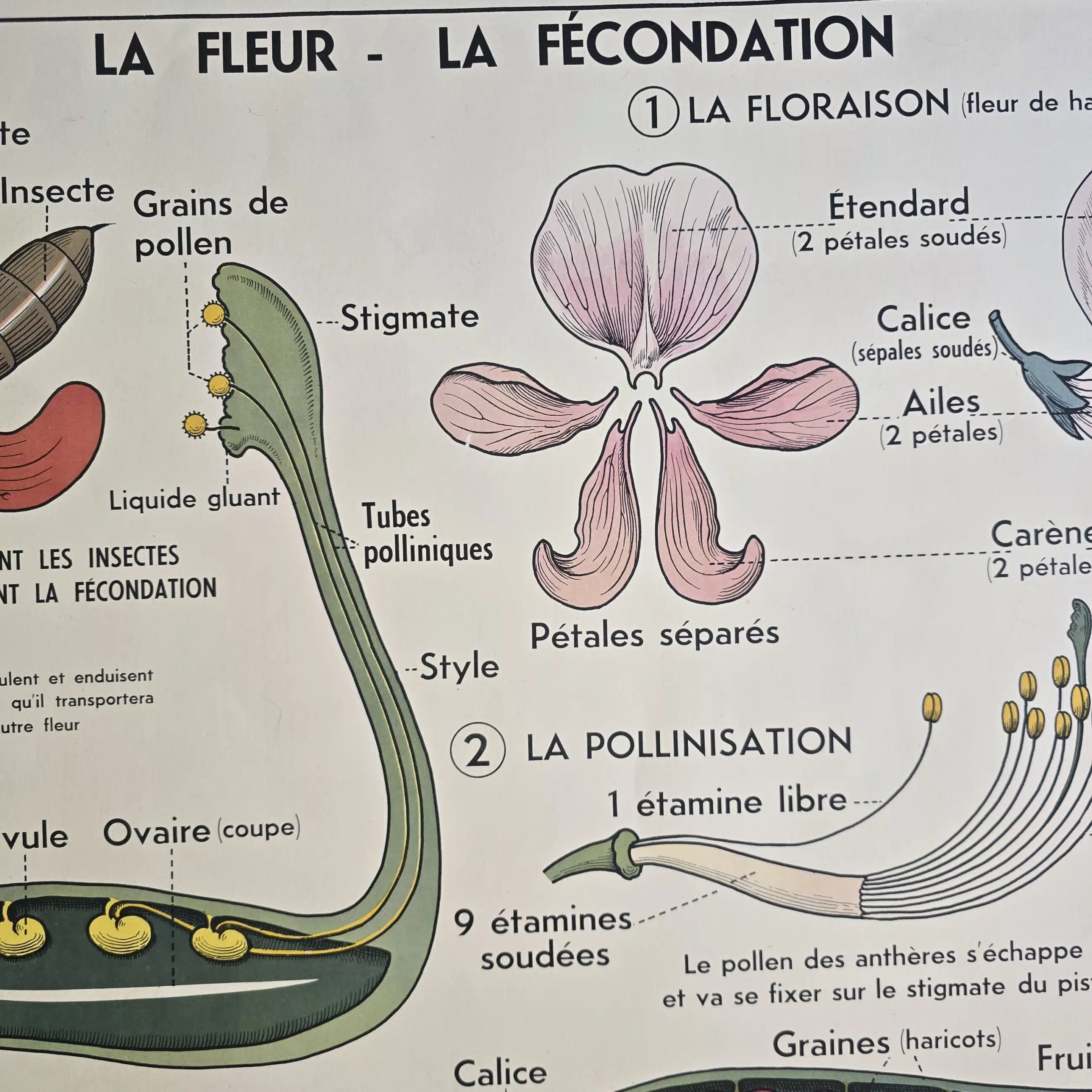affiche scolaire ancienne botanique anscombre fecondation greffe vintage