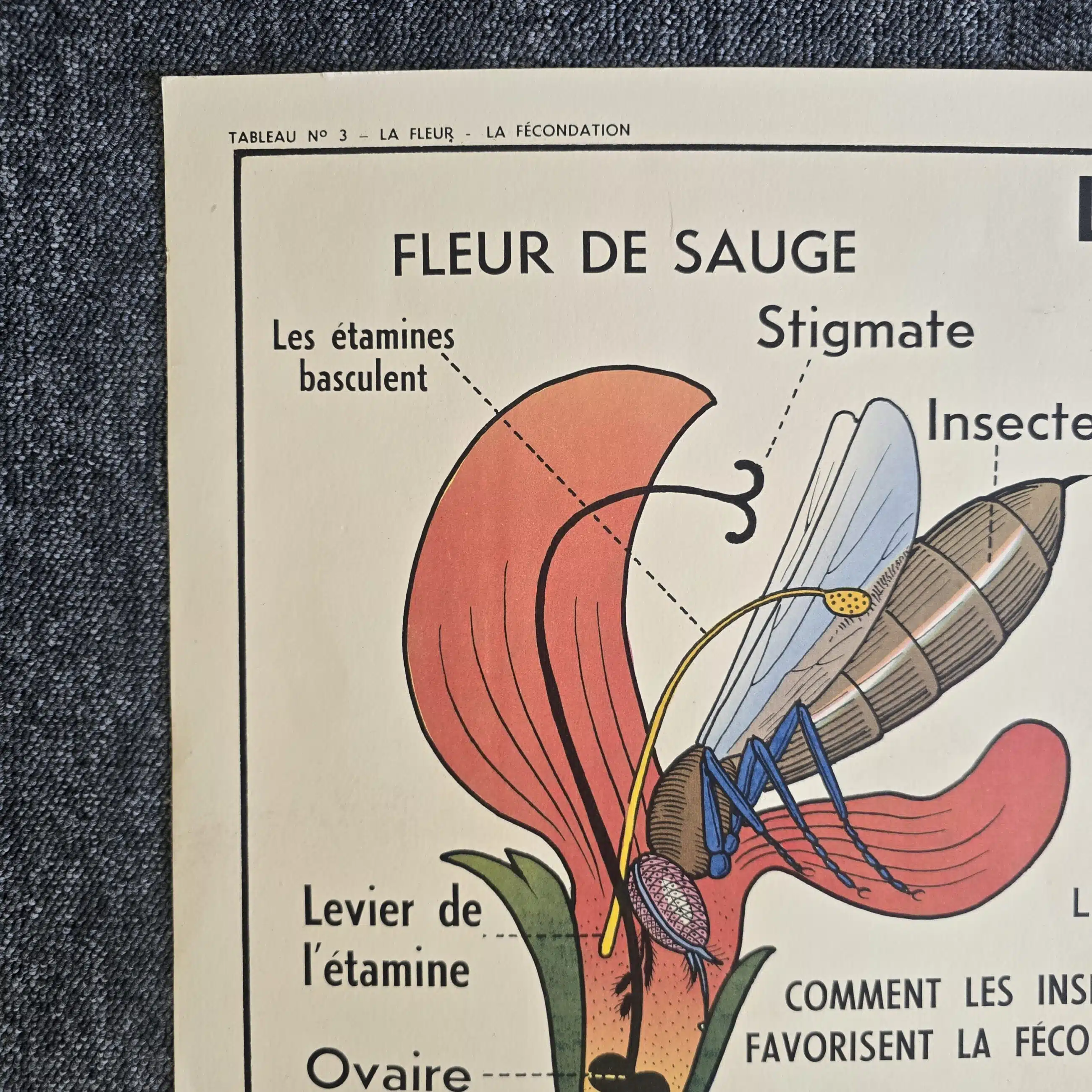 affiche scolaire ancienne botanique anscombre fecondation greffe vintage