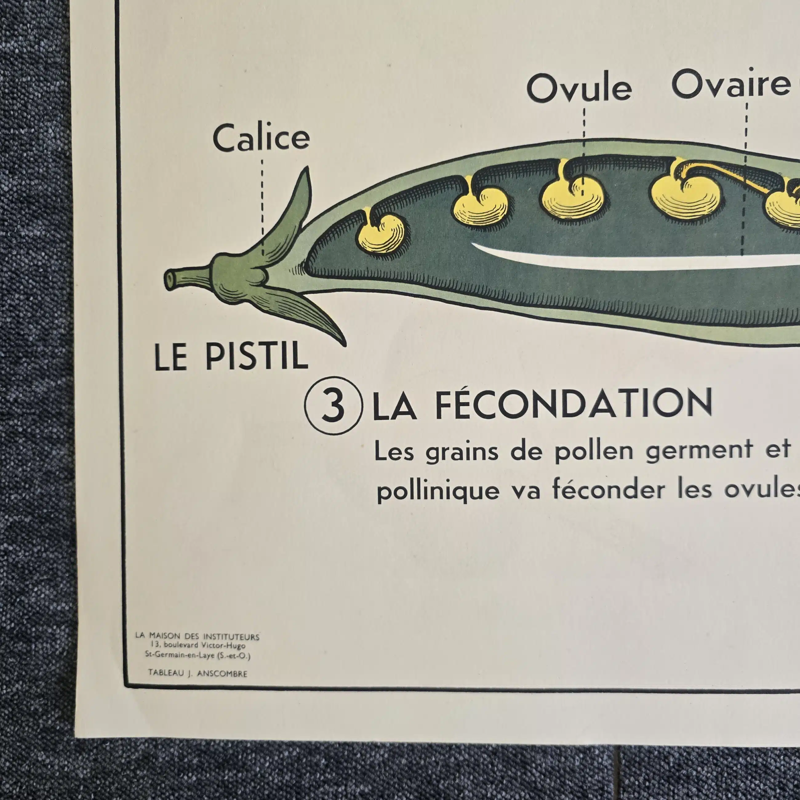affiche scolaire ancienne botanique anscombre fecondation greffe vintage