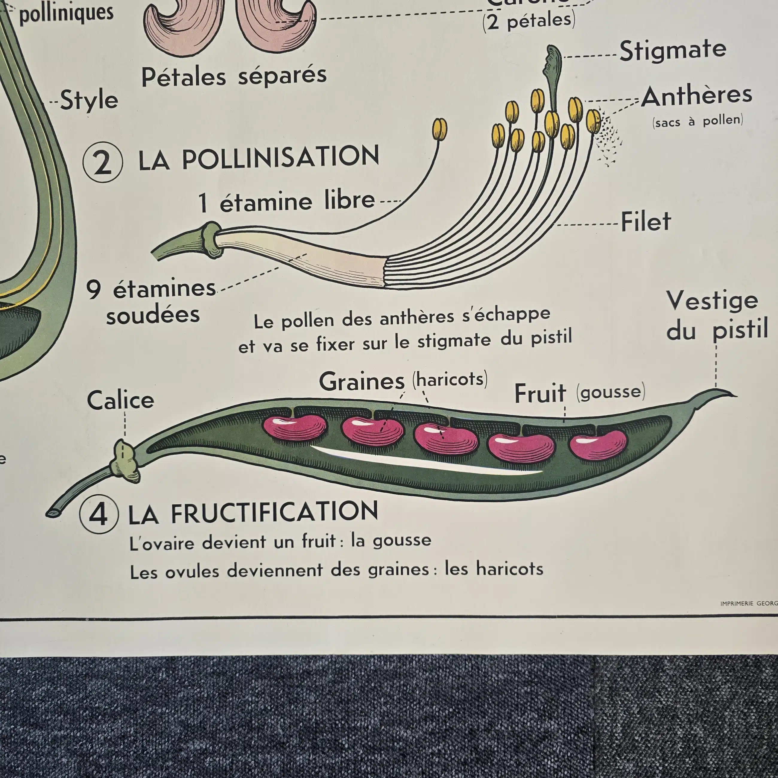affiche scolaire ancienne botanique anscombre fecondation greffe vintage
