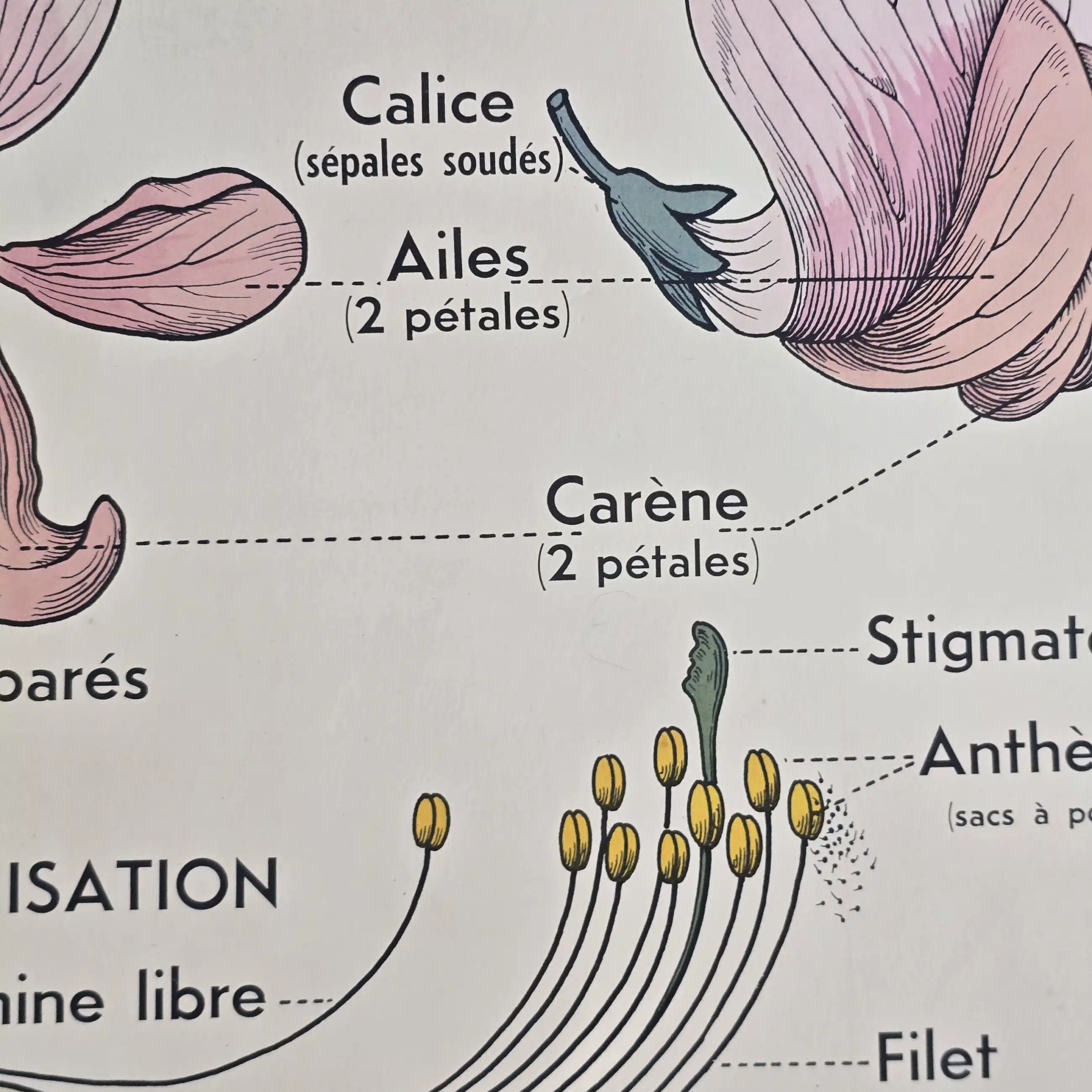 affiche scolaire ancienne botanique anscombre fecondation greffe vintage