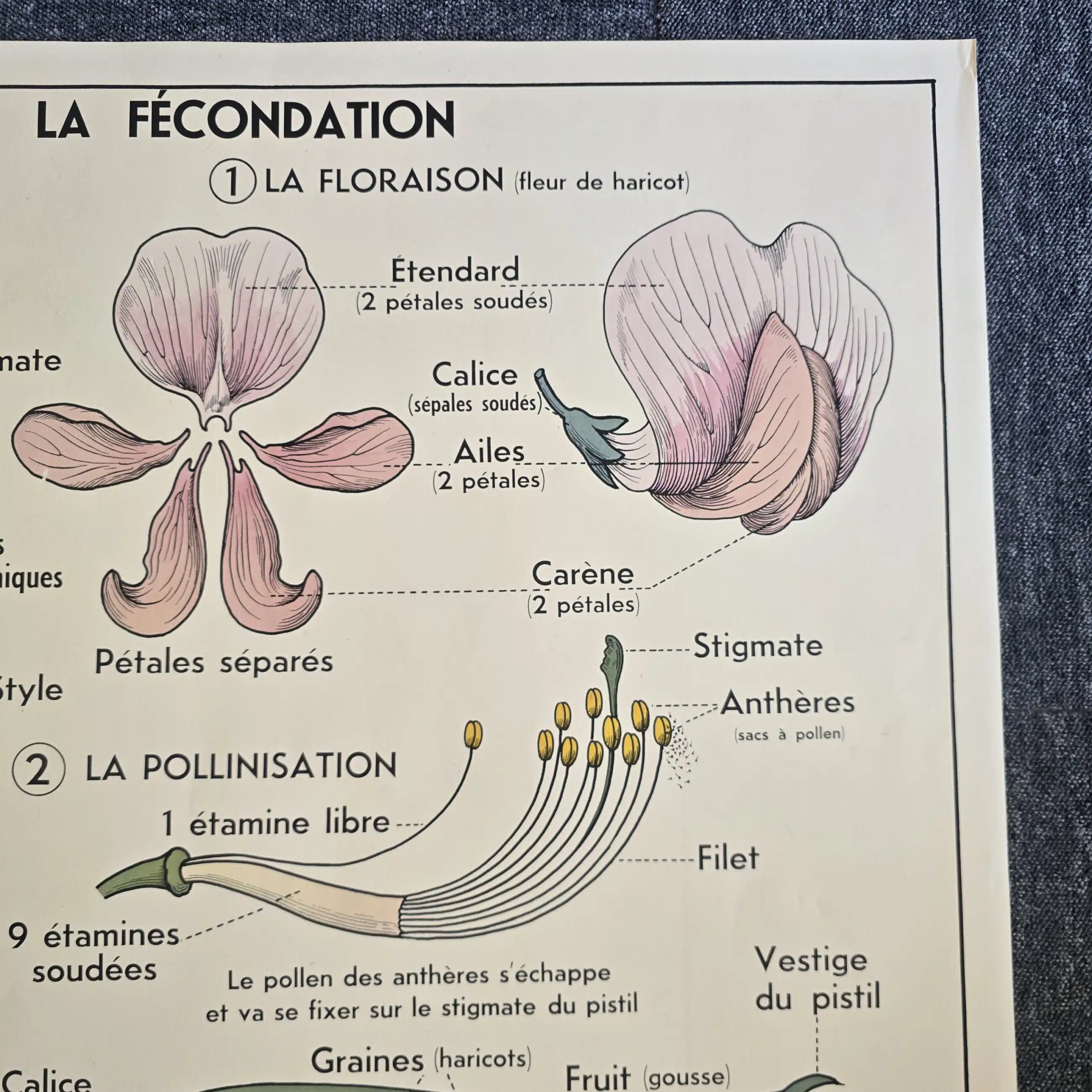 affiche scolaire ancienne botanique anscombre fecondation greffe vintage