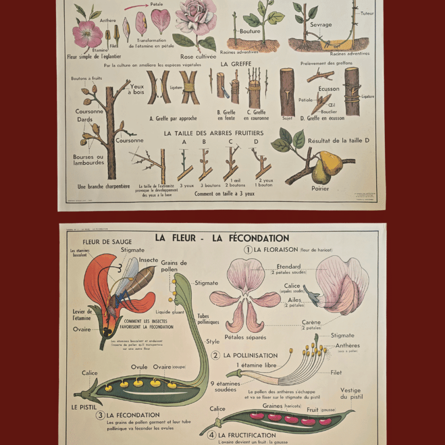 affiche scolaire ancienne botanique anscombre fecondation greffe vintage
