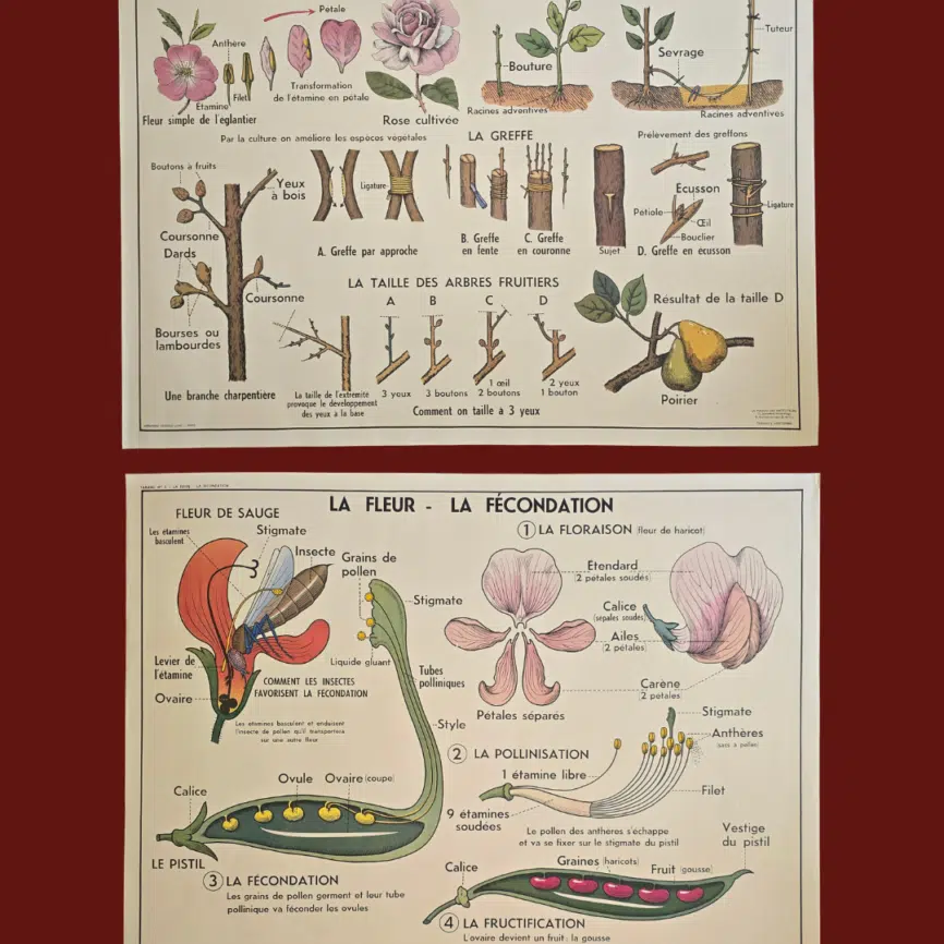 affiche scolaire ancienne botanique anscombre fecondation greffe vintage