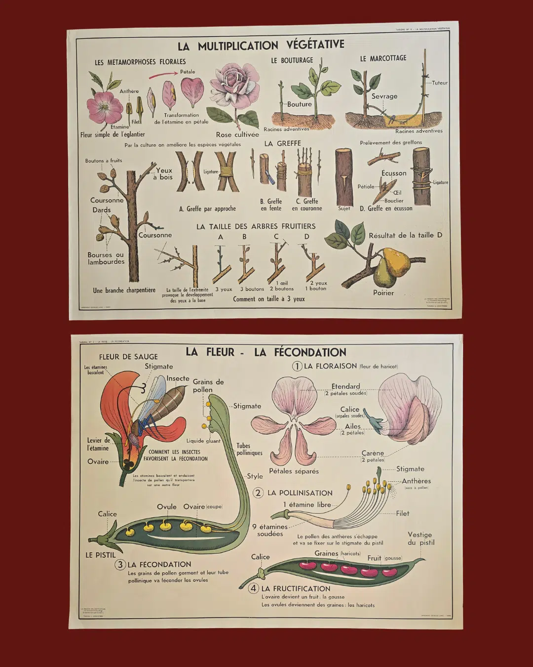 affiche scolaire ancienne botanique anscombre fecondation greffe vintage