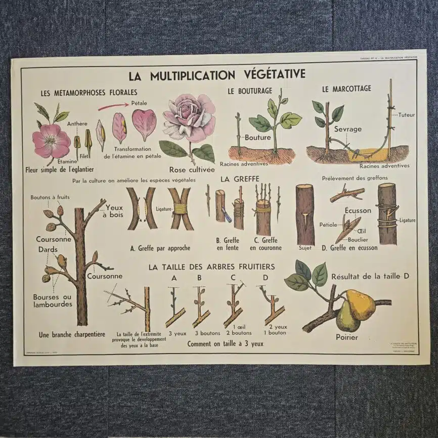 affiche scolaire ancienne botanique anscombre fecondation greffe vintage