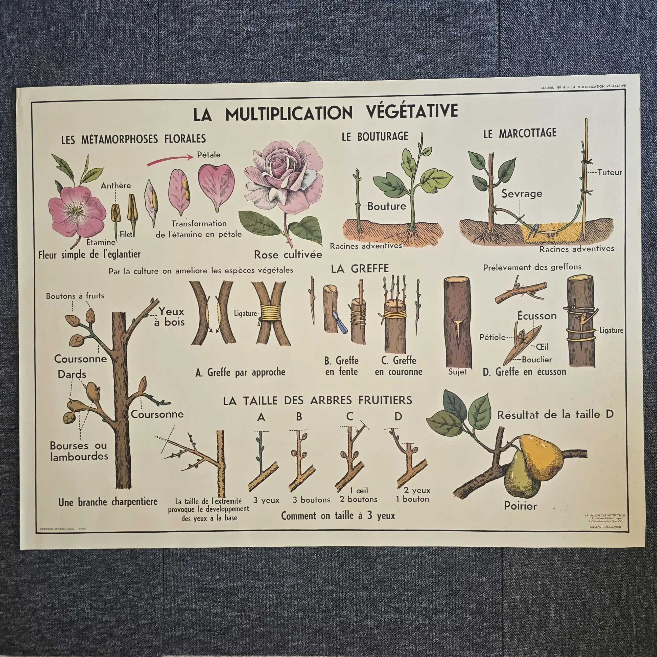 affiche scolaire ancienne botanique anscombre fecondation greffe vintage