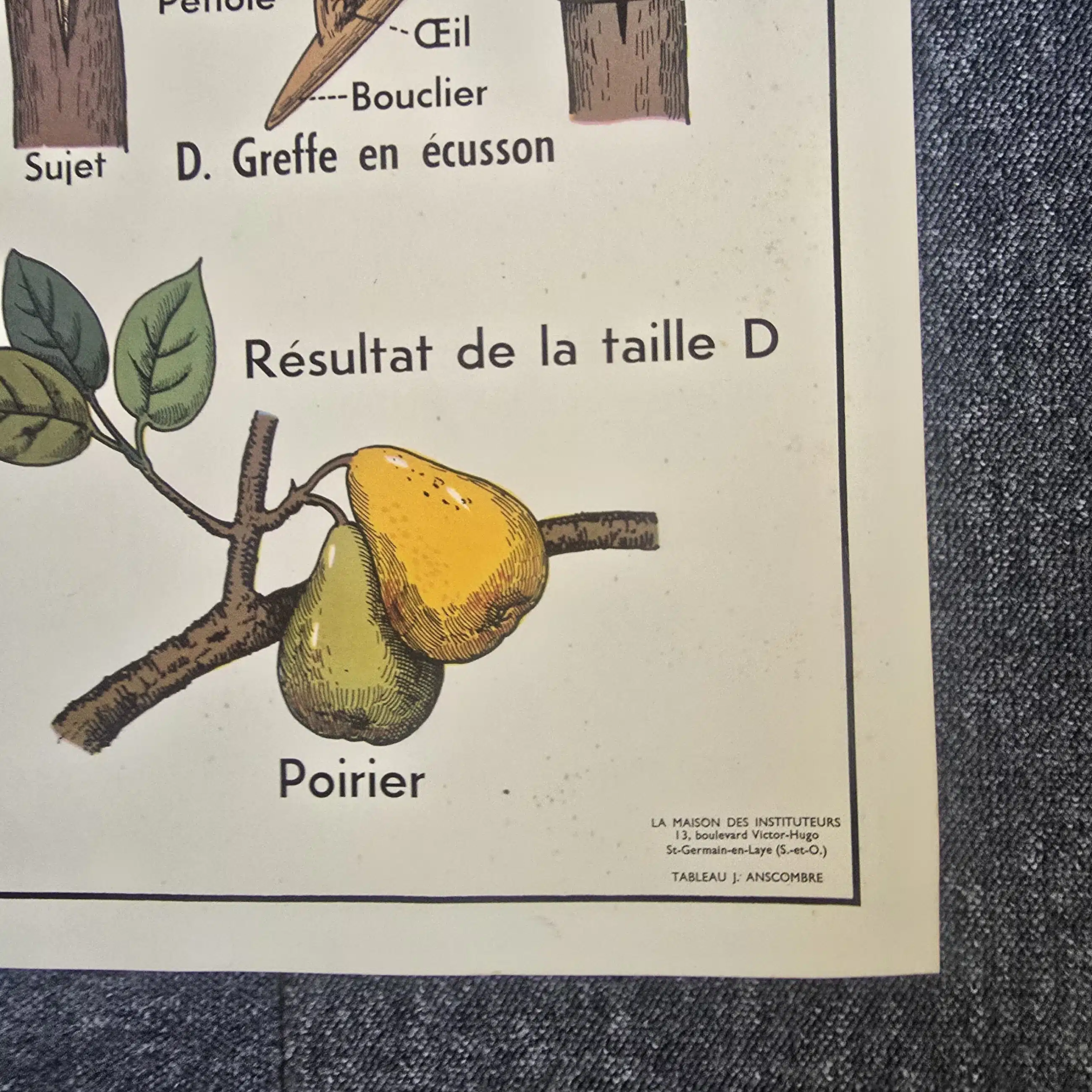 affiche scolaire ancienne botanique anscombre fecondation greffe vintage