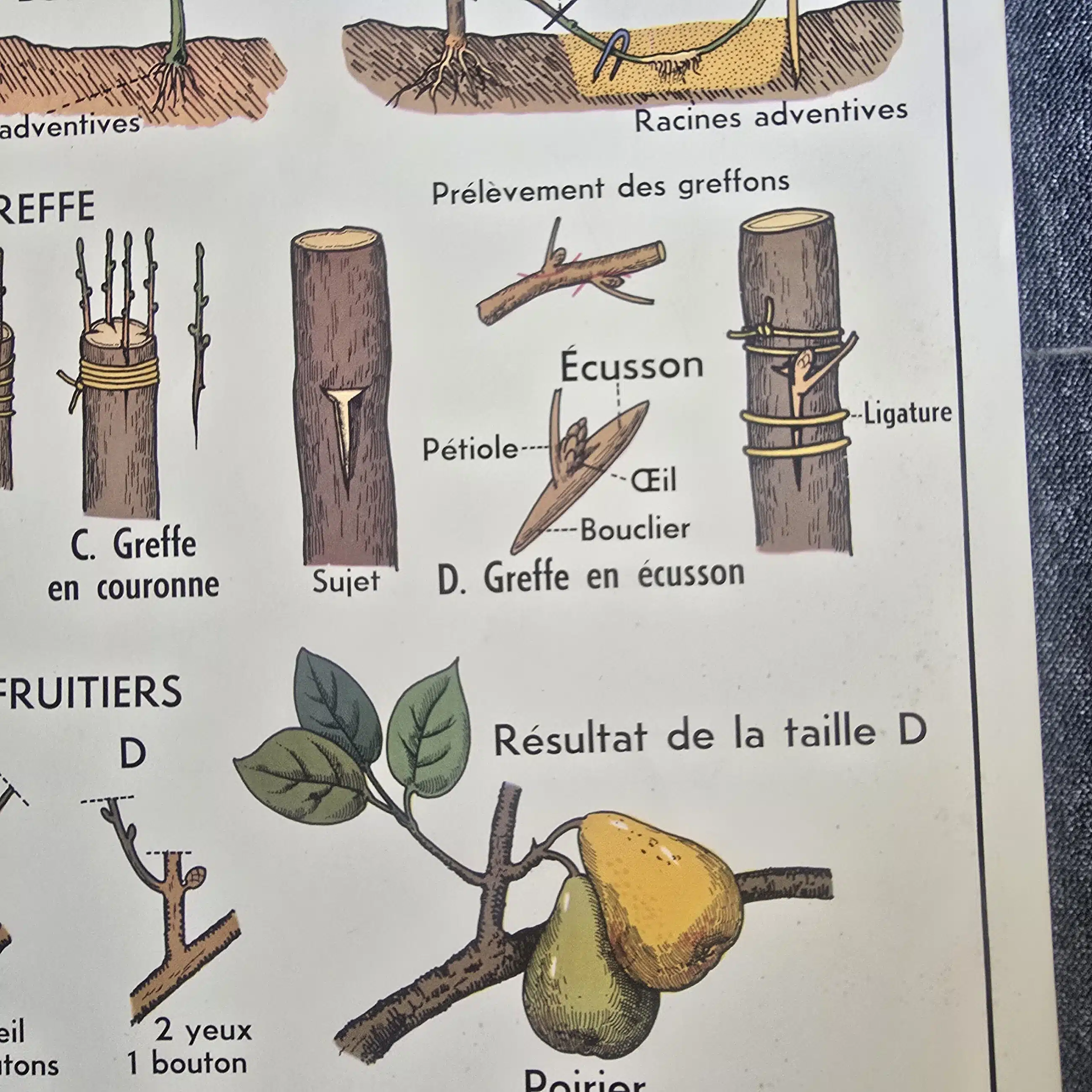affiche scolaire ancienne botanique anscombre fecondation greffe vintage