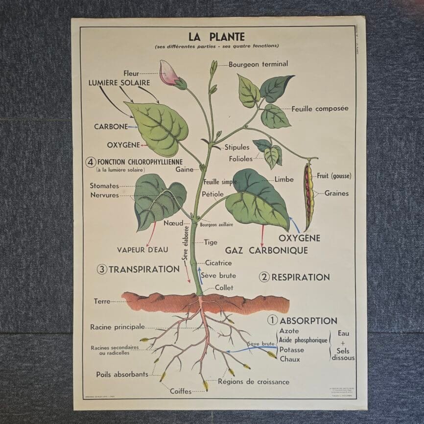 affiche scolaire ancienne botanique anscombre germination plante vintage