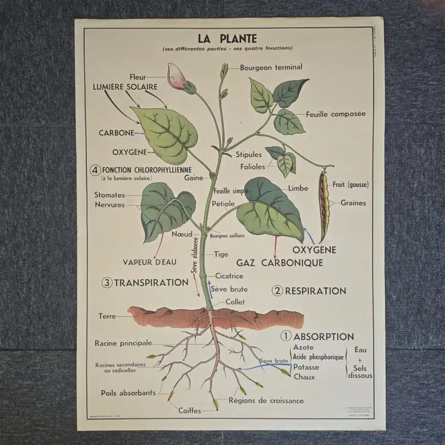 affiche scolaire ancienne botanique anscombre germination plante vintage