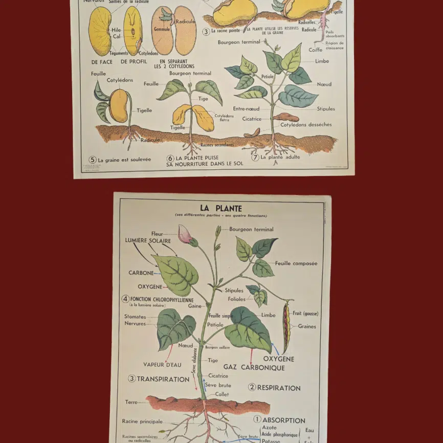 affiche scolaire ancienne botanique anscombre germination plante vintage