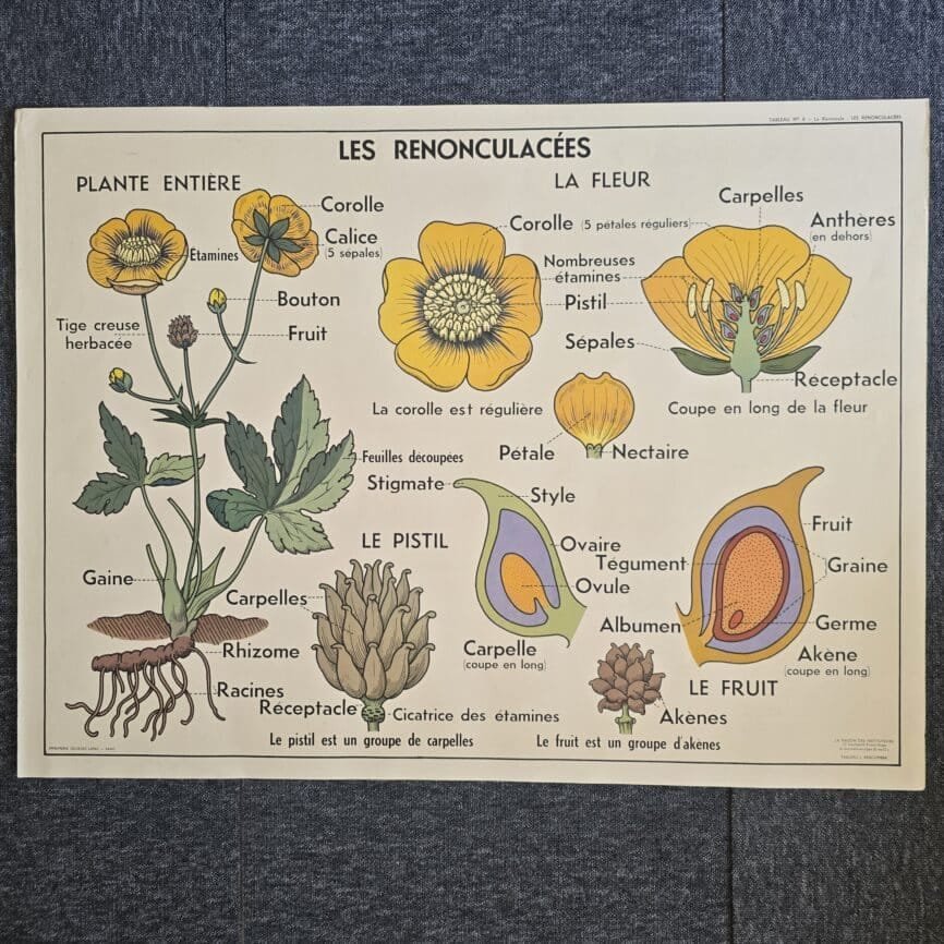 affiche scolaire ancienne botanique anscombre giroflee renonculacees vintage