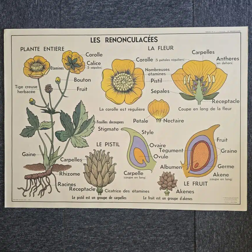affiche scolaire ancienne botanique anscombre giroflee renonculacees vintage