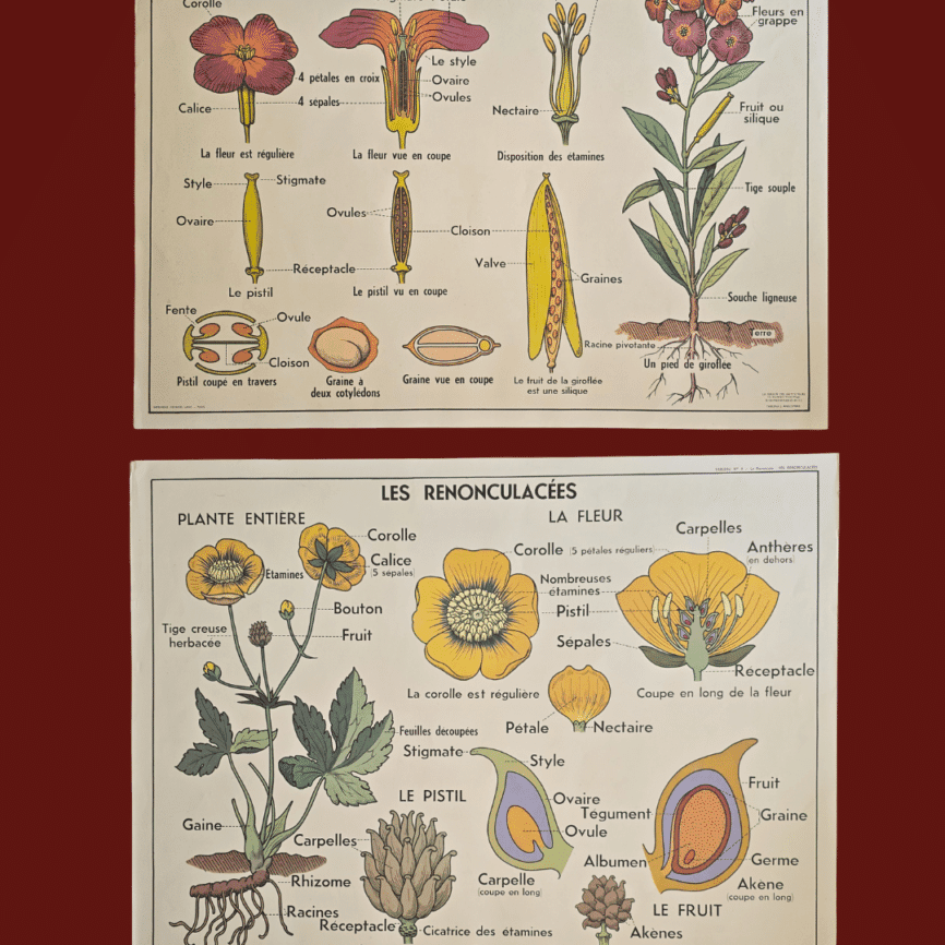 affiche scolaire ancienne botanique anscombre giroflee renonculacees vintage