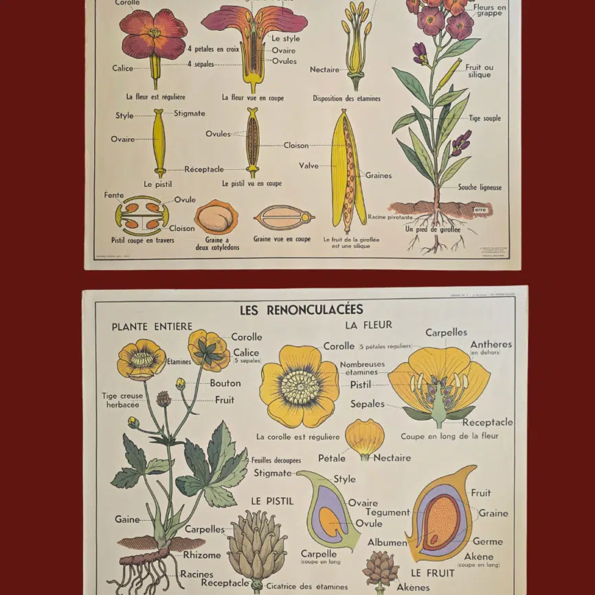 affiche scolaire ancienne botanique anscombre giroflee renonculacees vintage