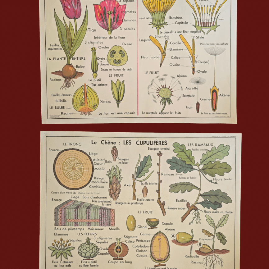 affiche scolaire ancienne botanique anscombre liliacees tulipe chene vintage