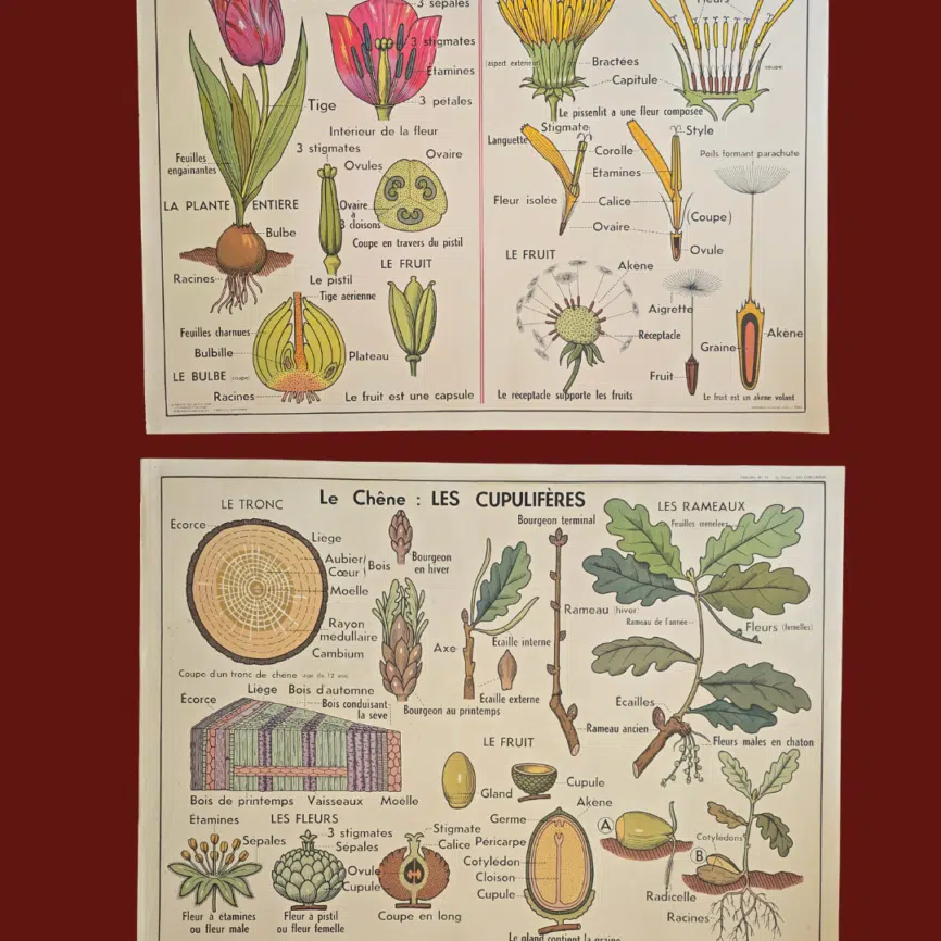 affiche scolaire ancienne botanique anscombre liliacees tulipe chene vintage