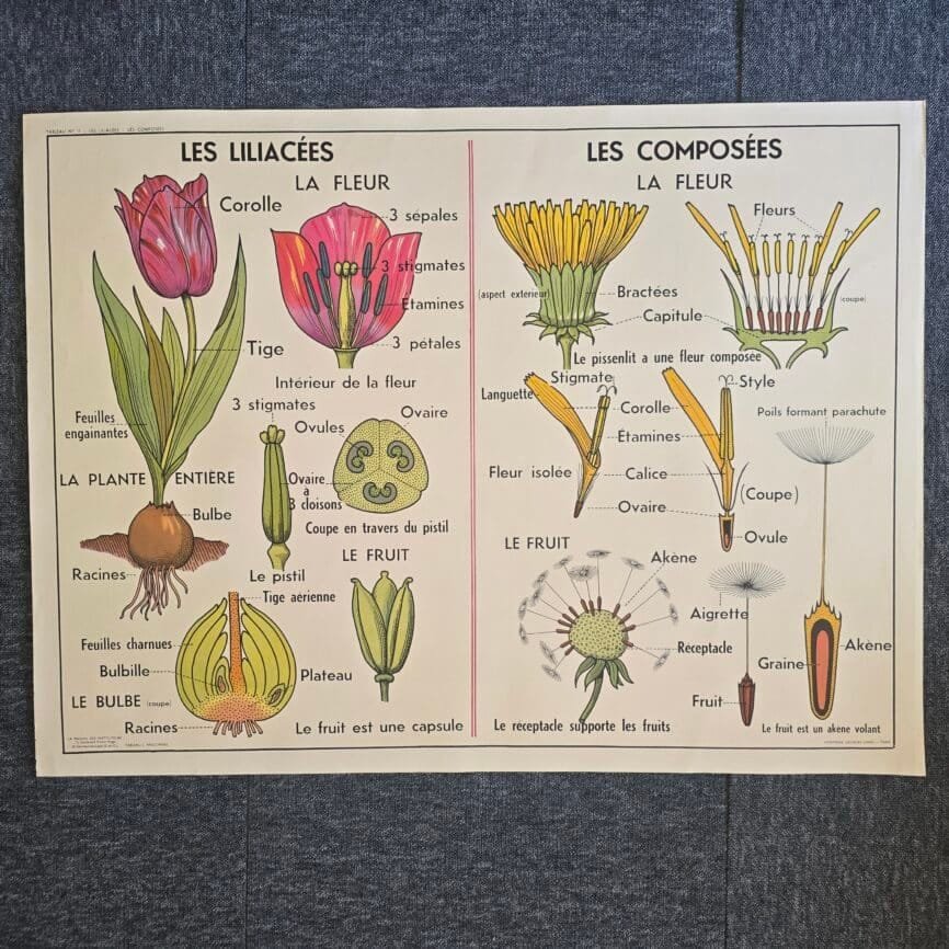 affiche scolaire ancienne botanique anscombre liliacees tulipe chene vintage