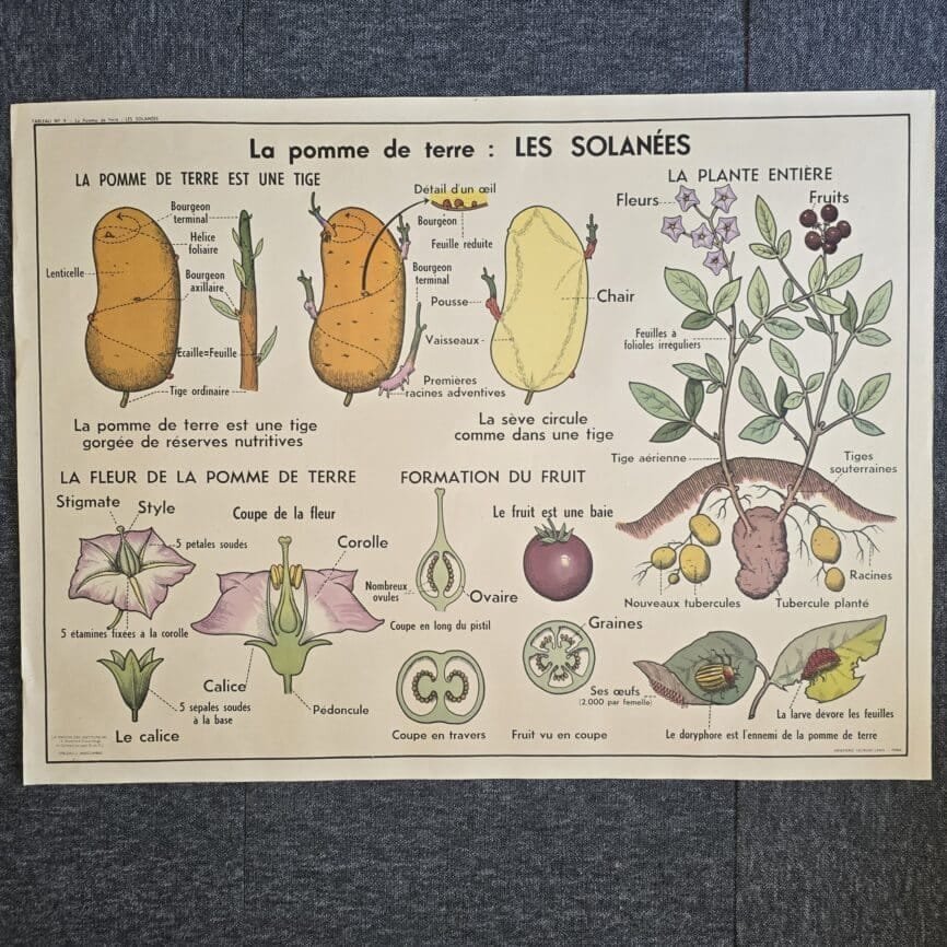 affiche scolaire ancienne botanique anscombre pomme terre primulacees labiees fleurs vintage