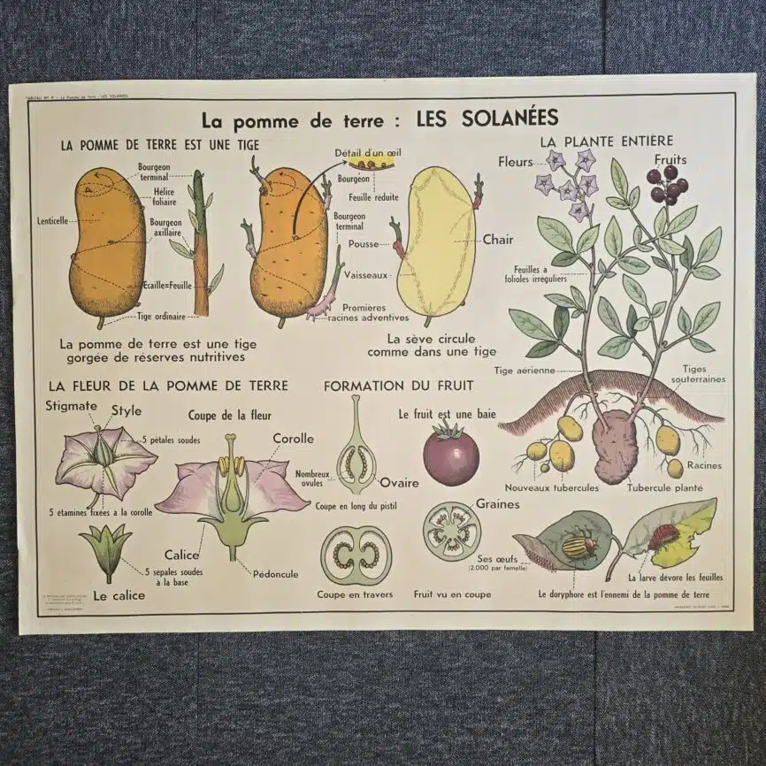 affiche scolaire ancienne botanique anscombre pomme terre primulacees labiees fleurs vintage