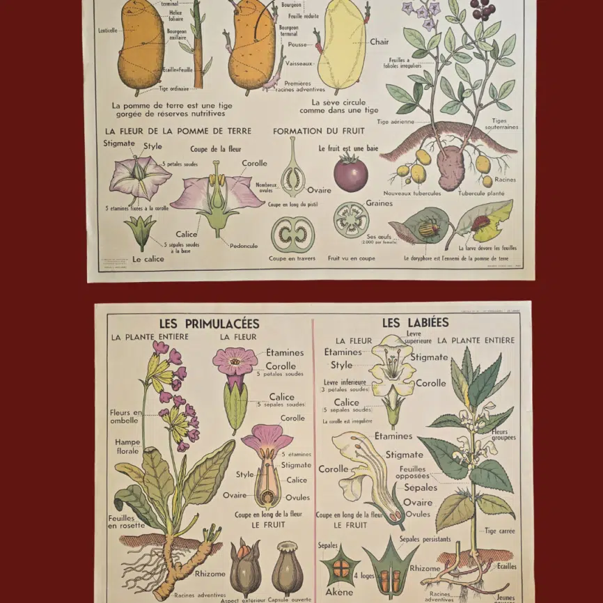 affiche scolaire ancienne botanique anscombre pomme terre primulacees labiees fleurs vintage