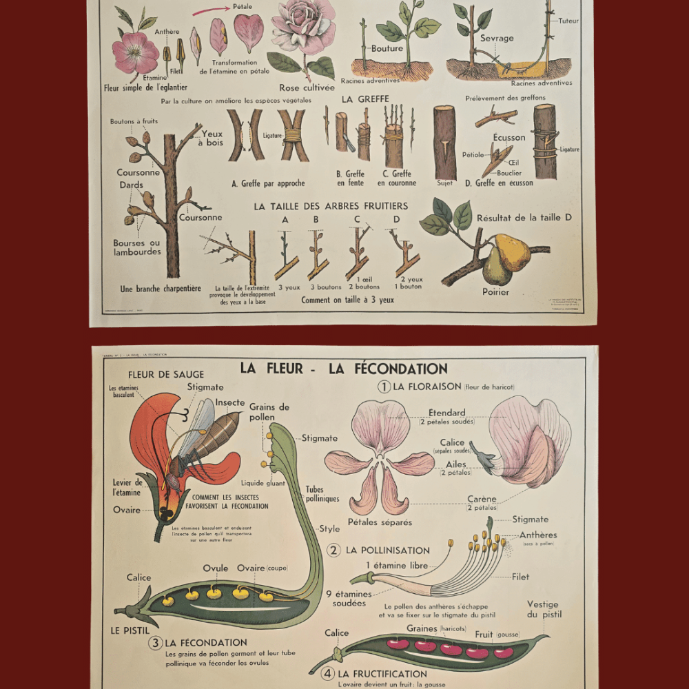affiche scolaire ancienne botanique anscombre fecondation greffe vintage