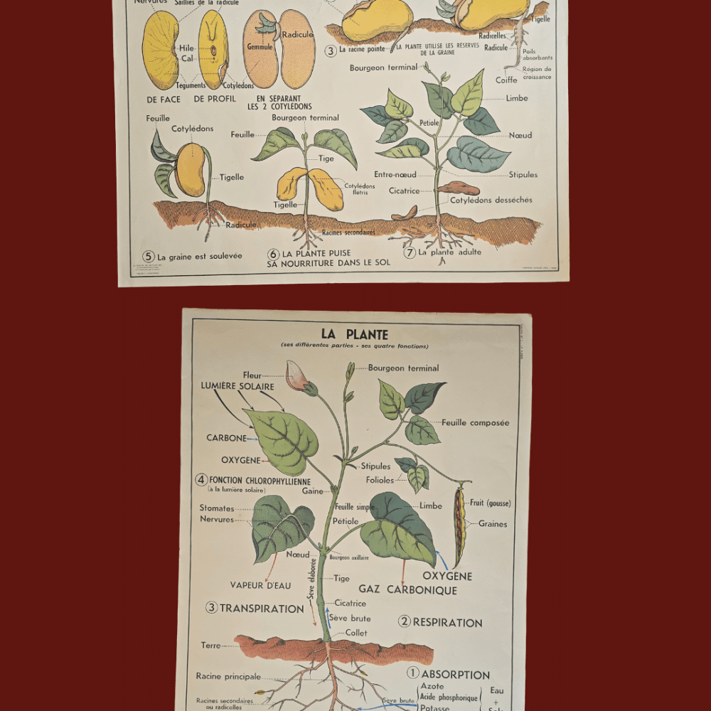 affiche scolaire ancienne botanique anscombre germination plante vintage