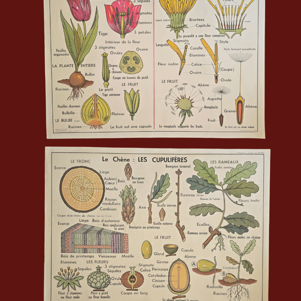 affiche scolaire ancienne botanique anscombre liliacees tulipe chene vintage
