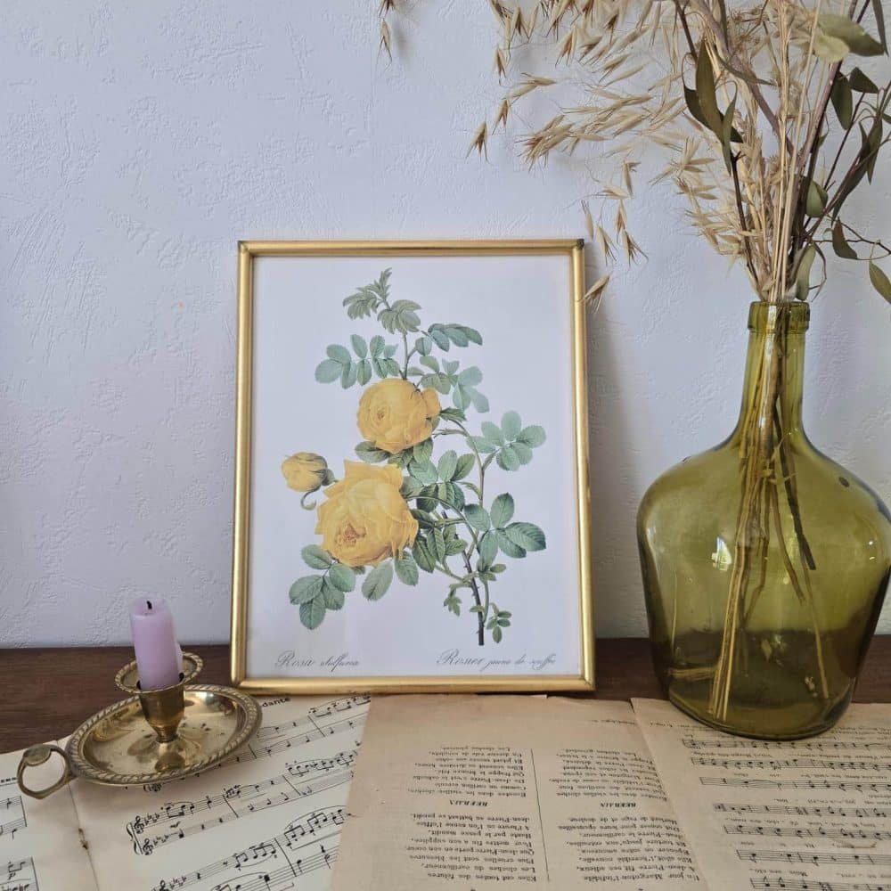 Cadre doré avec rose jaune Rosa sulfurea – d'après Redouté –illustration florale ancienne sous verre